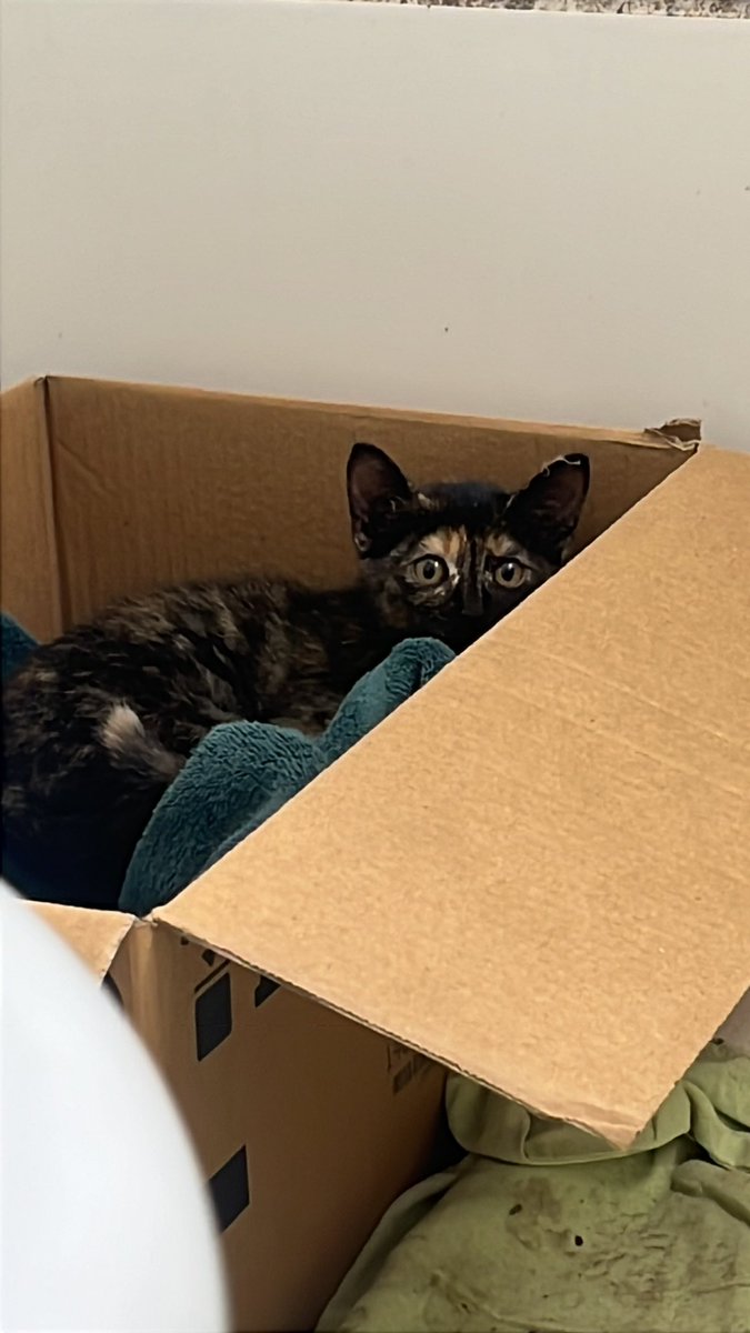 Mike🇵🇸 tweet media