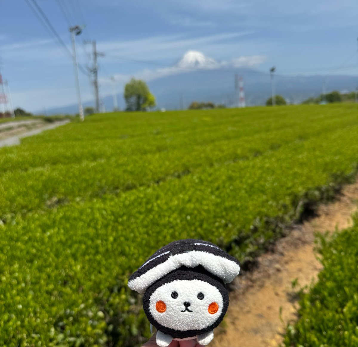 新茶の季節。茶畑ととち介
#ぬい撮り　#とち介