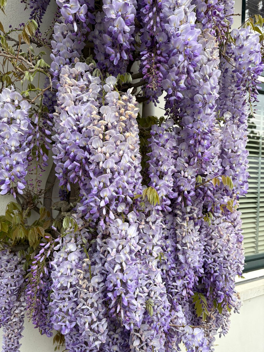 Gisteren even aan de wandel Kwam ik langs deze blauwe regen 💙🩵 wauw 🤩
