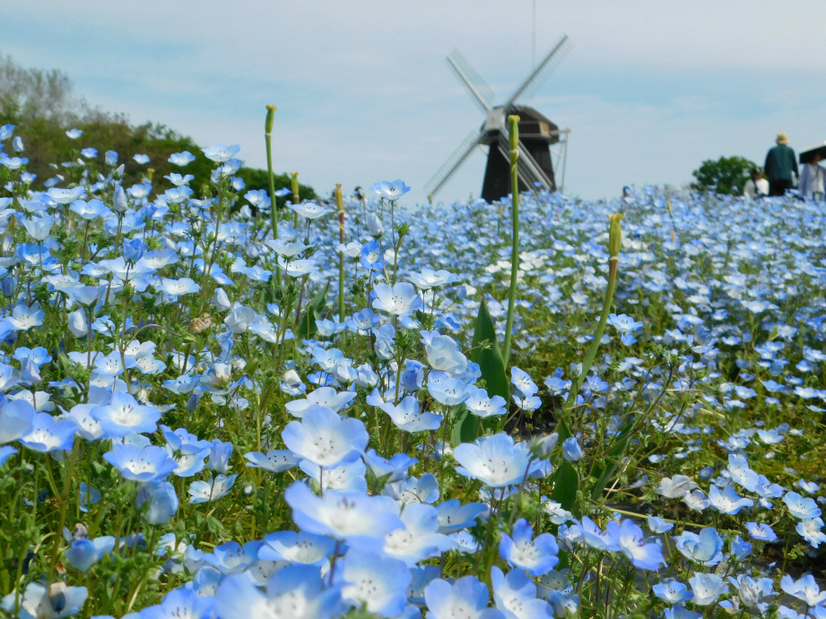 kotobuki tweet media