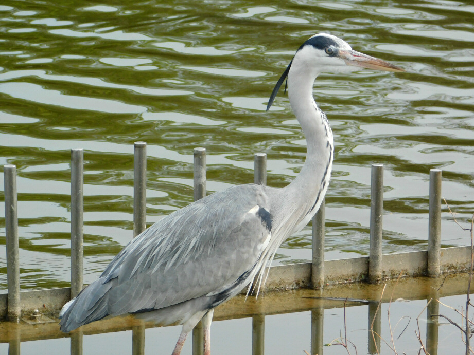 kotobuki tweet media