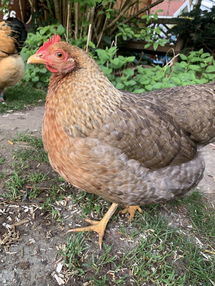 Dr. Karen v. Mücke tweet media