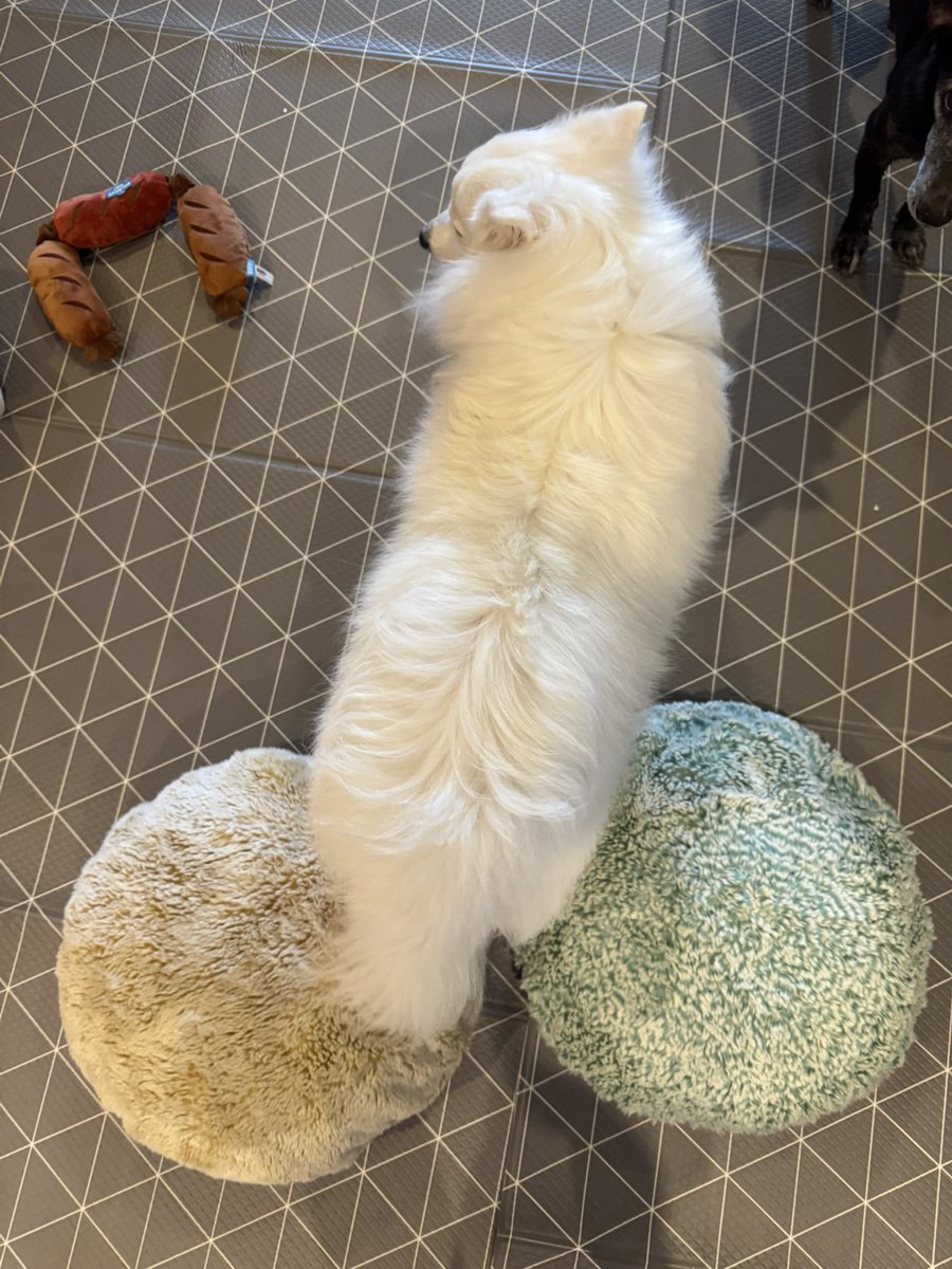 Sisira Hydrangea🌿🔮 Pixela S tweet media