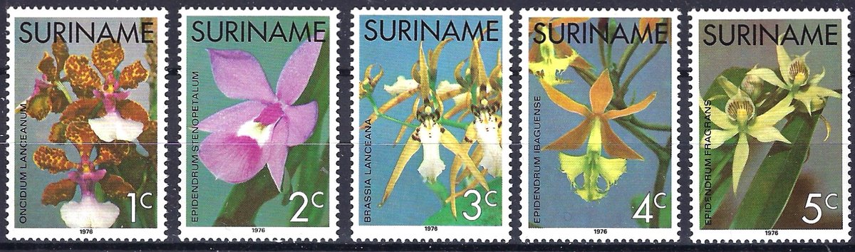 filatelicly's tweet image. Good morning everyone 💐
Suriname 🇸🇷 Enjoy your Sunday! 
#stamps #timbres #postzegels #briefmarken