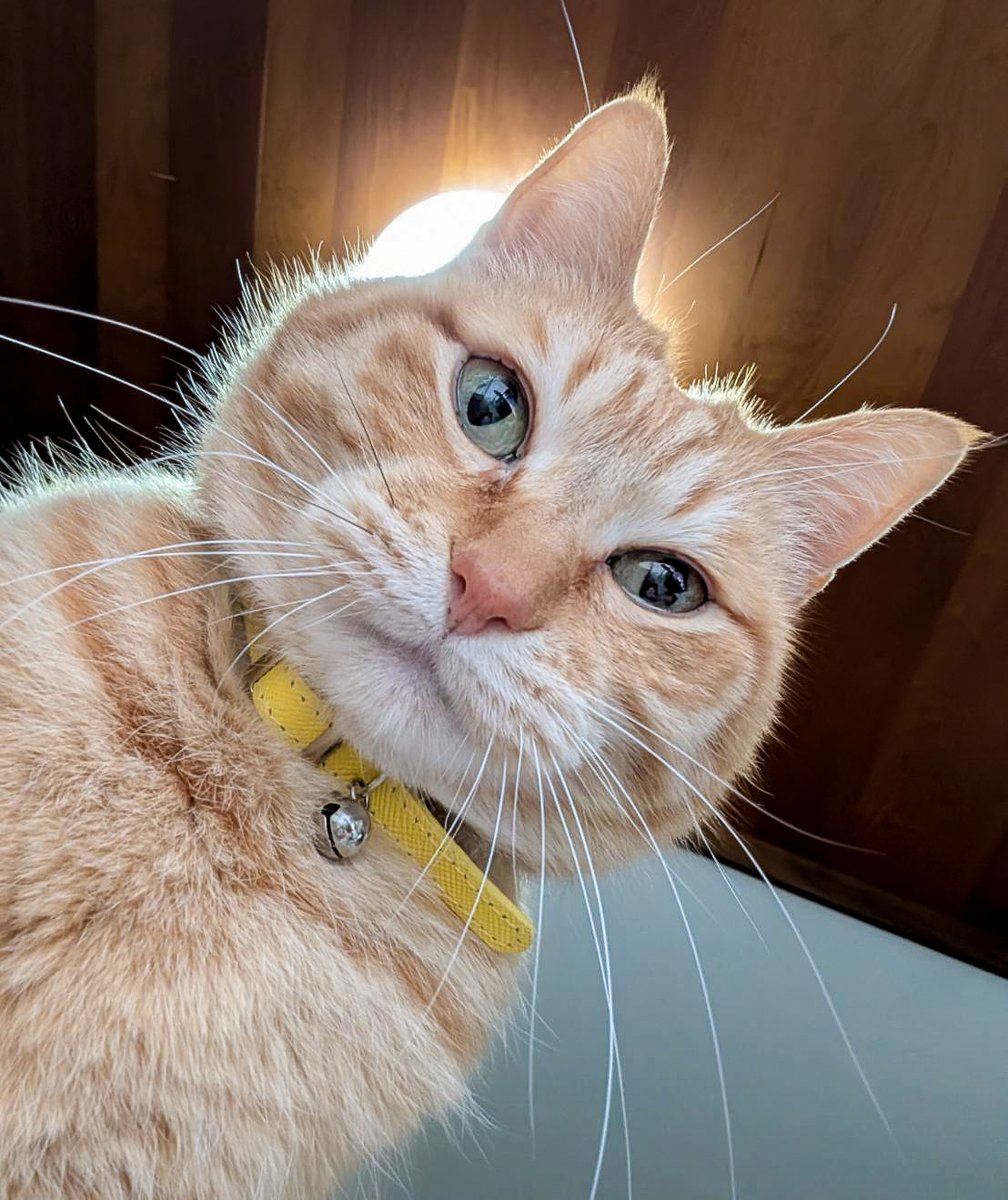 ぷりんちゃん𝕏 tweet media