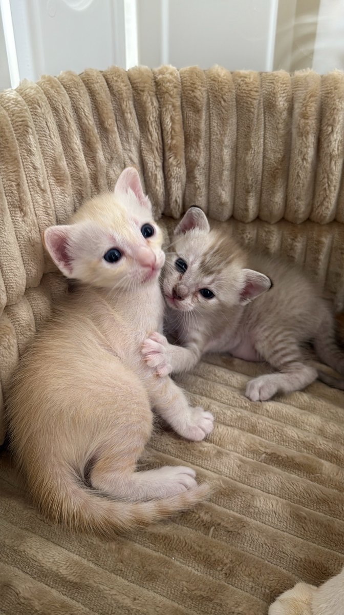 DNVP 💋 (Malonfamily) tweet media