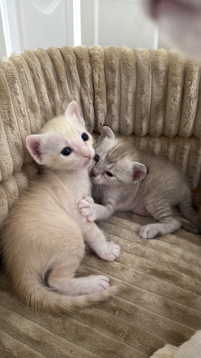 DNVP 💋 (Malonfamily) tweet media