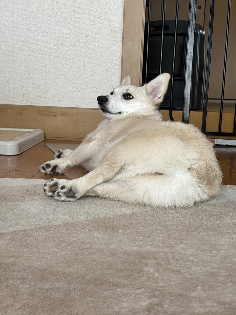 いちみ tweet media