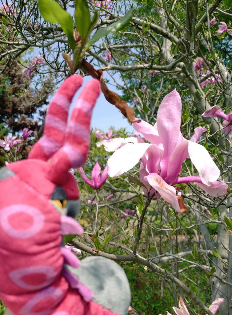 いかまる（ゲーム垢のすがた） tweet media