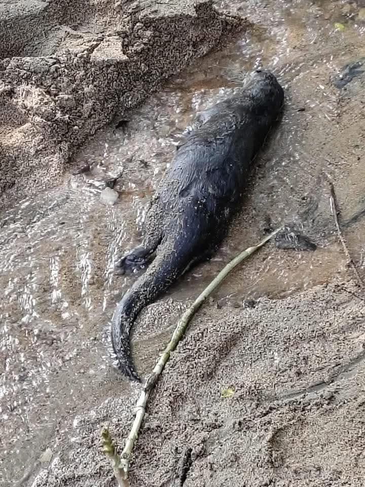 🎙️ ᗰᖇ. ᑕíᐯIᑕO ®🇲🇽₿ ✖️ tweet media