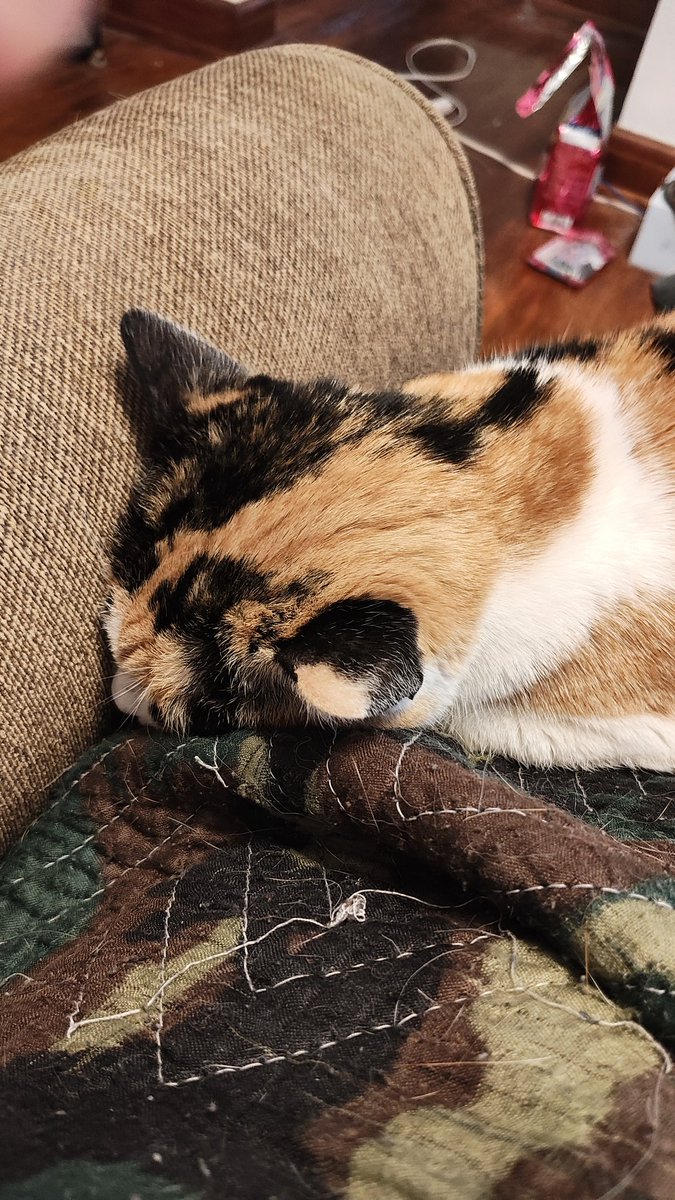 Feline Father tweet media