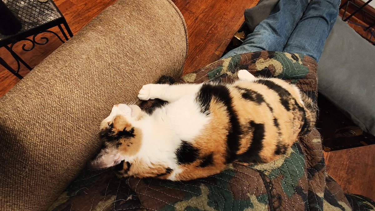 Feline Father tweet media