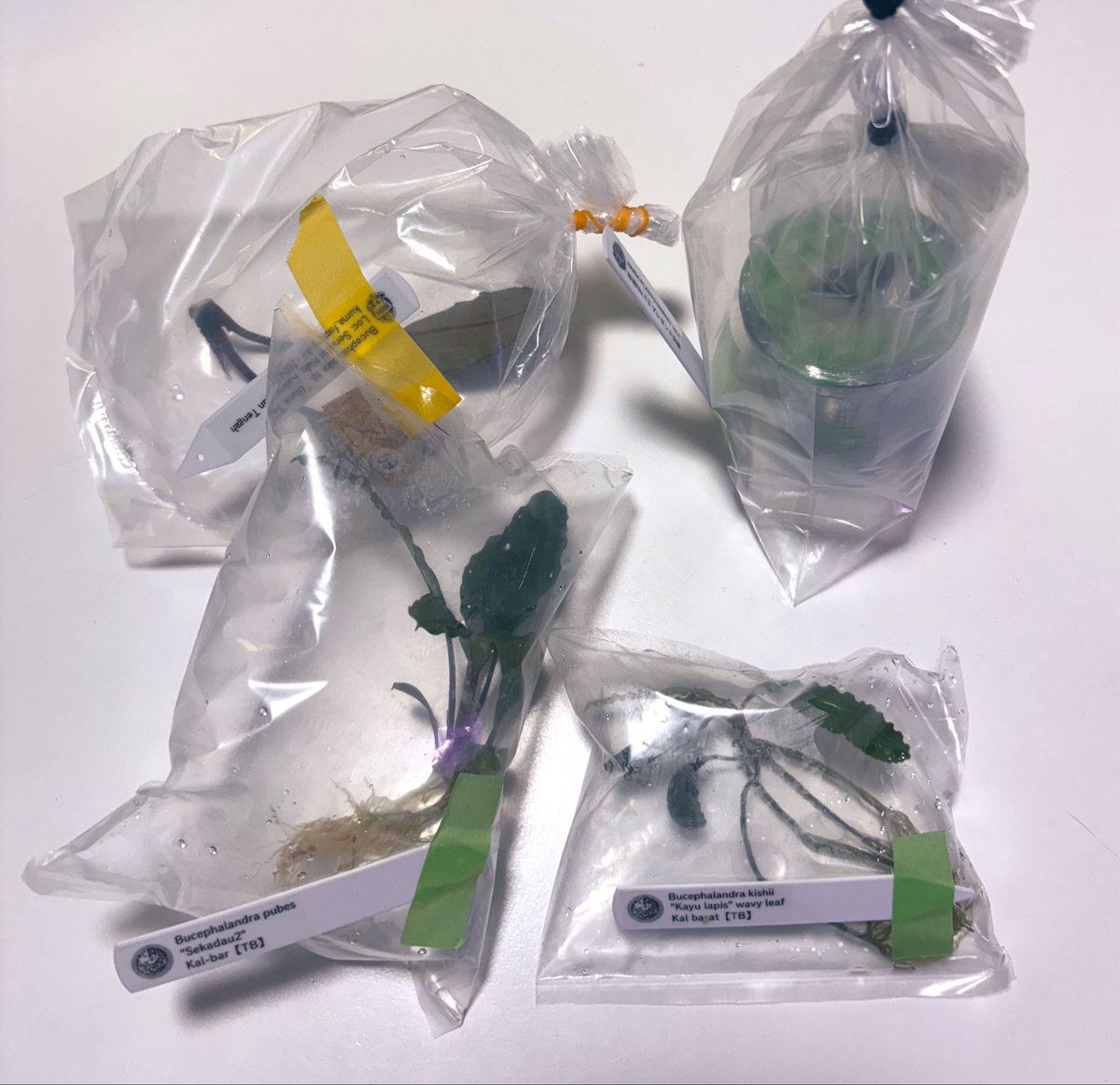 RYOKU33♂ tweet media