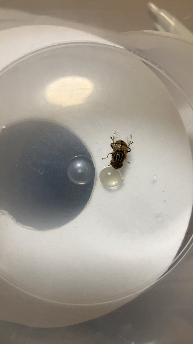 銀ボール tweet media