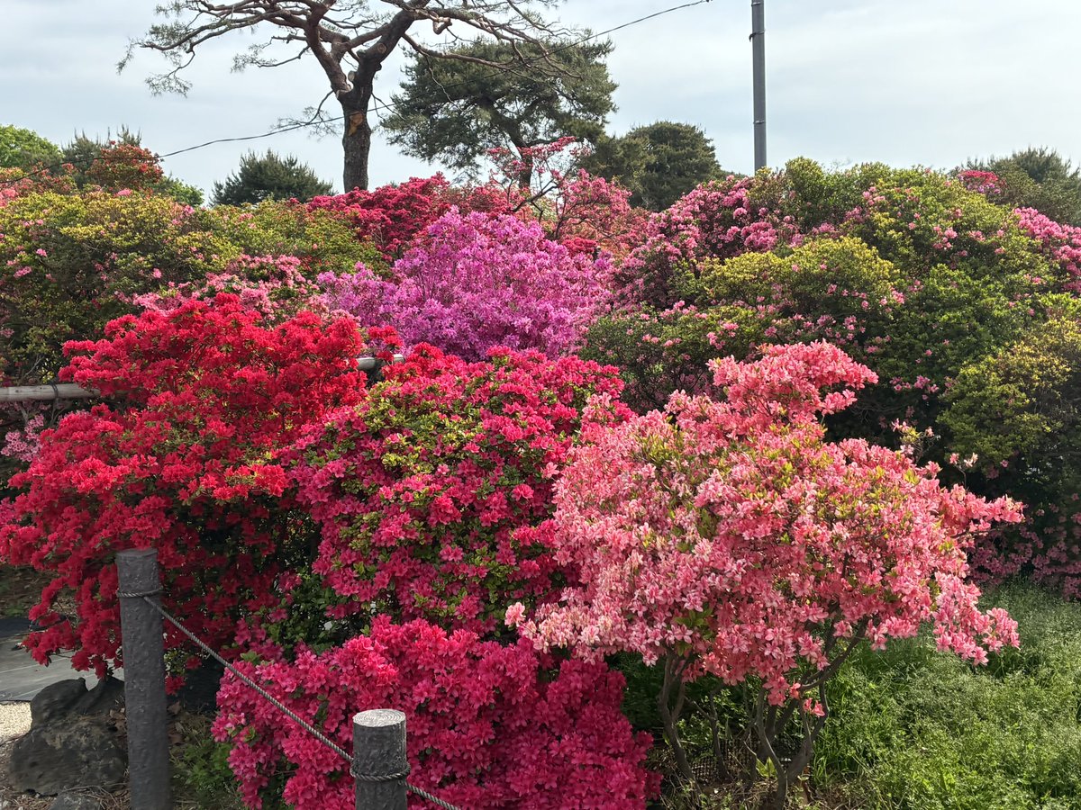 六分儀　暁(ろくぶんぎ　あかつき) tweet media