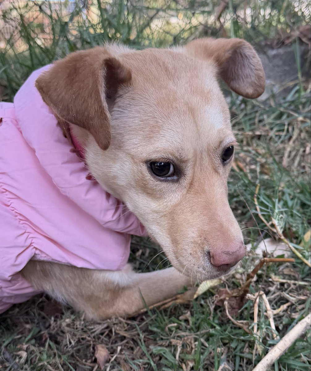 RefugiOceaniCAN's tweet image. Hola amigos!? Soy BRITNEY, una perrita de 5 meses, con todo mi protocolo completo. 
Mix de #Labrador , seré talla grande. Soy muy obediente y dulce.
Por favor difunde mi foto para que mi familia ideal me encuentre y me dé la oportunidad de amarlos y cuidarlos por siempre.