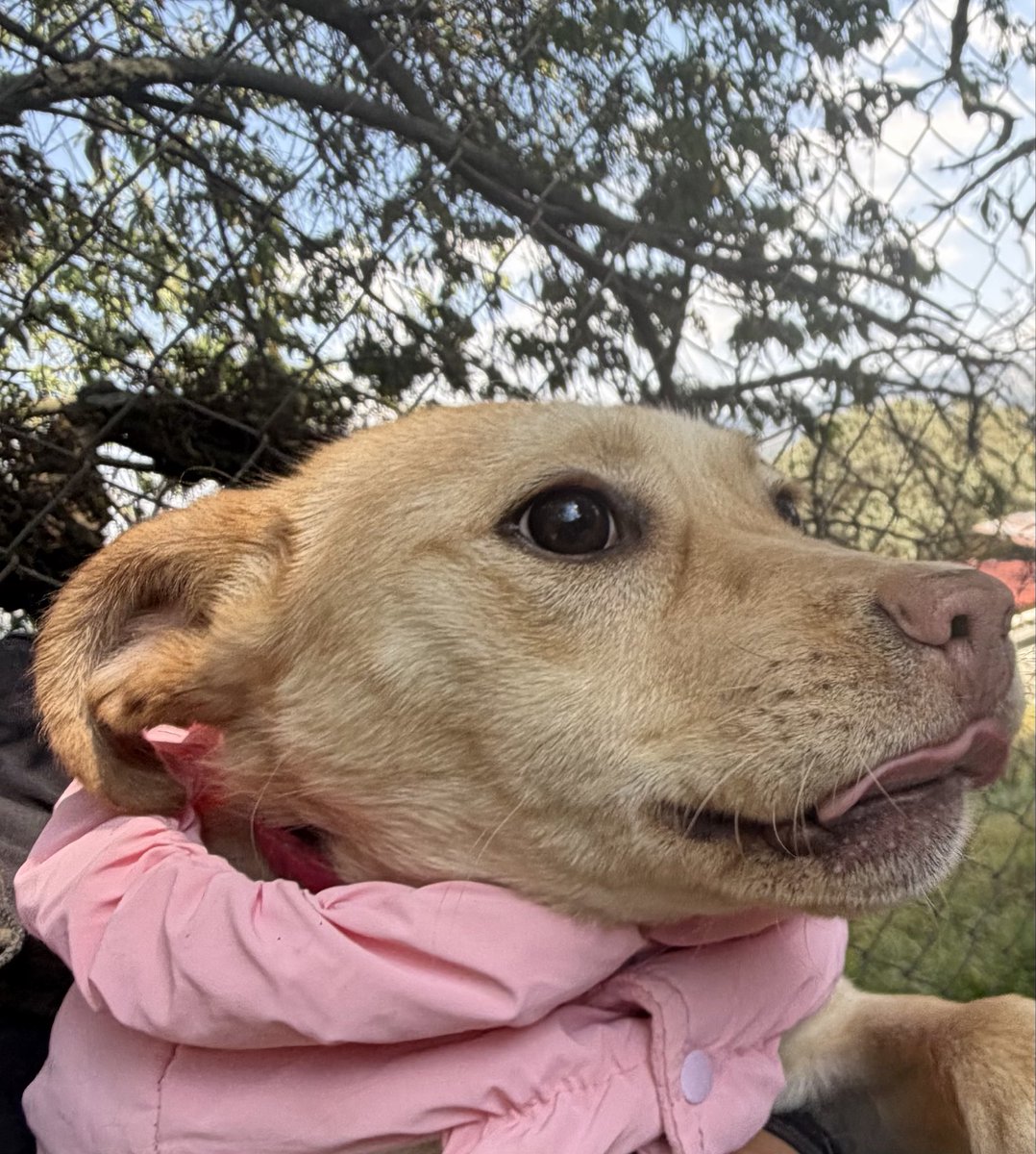 RefugiOceaniCAN's tweet image. Hola amigos!? Soy BRITNEY, una perrita de 5 meses, con todo mi protocolo completo. 
Mix de #Labrador , seré talla grande. Soy muy obediente y dulce.
Por favor difunde mi foto para que mi familia ideal me encuentre y me dé la oportunidad de amarlos y cuidarlos por siempre.