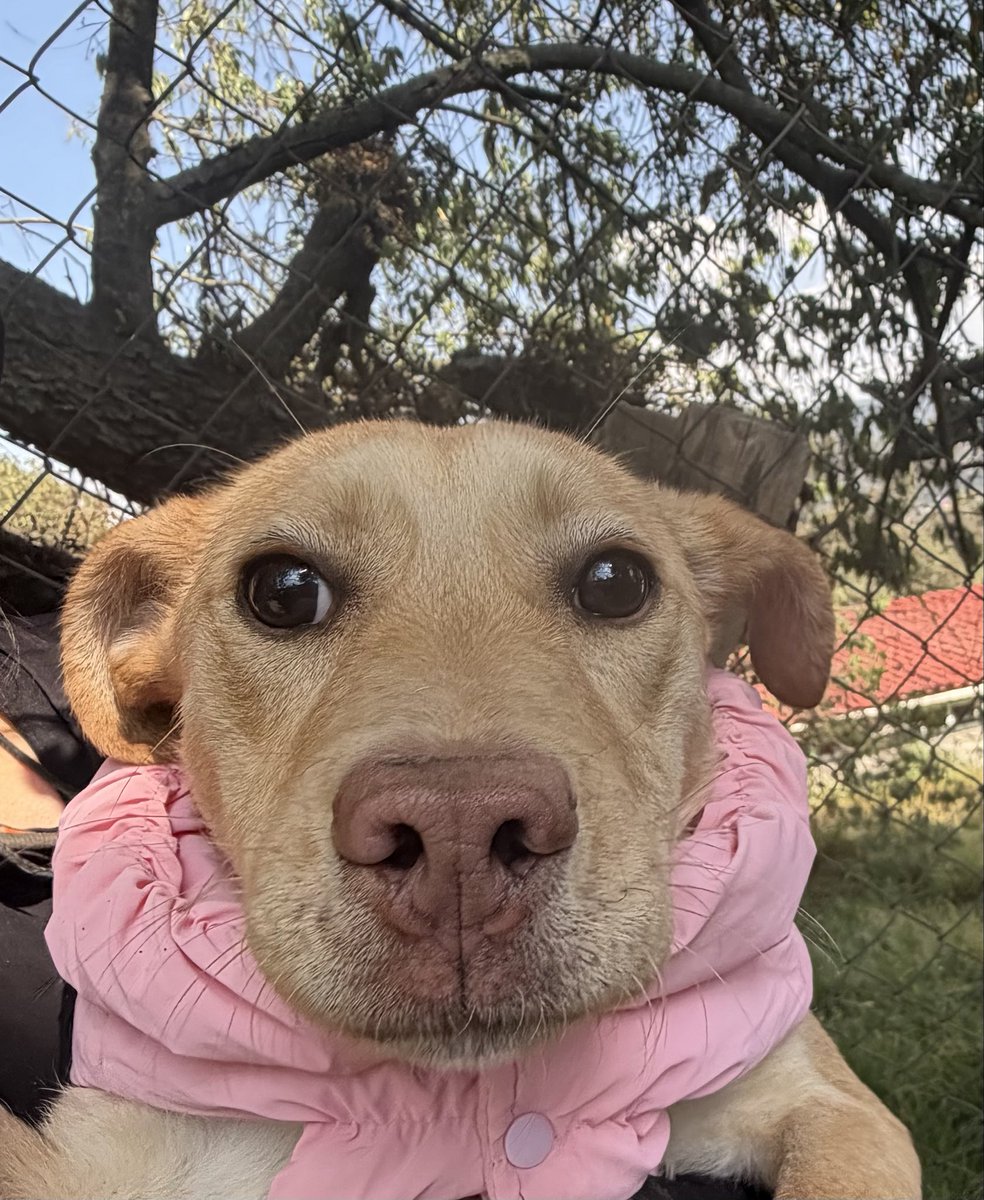 RefugiOceaniCAN's tweet image. Hola amigos!? Soy BRITNEY, una perrita de 5 meses, con todo mi protocolo completo. 
Mix de #Labrador , seré talla grande. Soy muy obediente y dulce.
Por favor difunde mi foto para que mi familia ideal me encuentre y me dé la oportunidad de amarlos y cuidarlos por siempre.