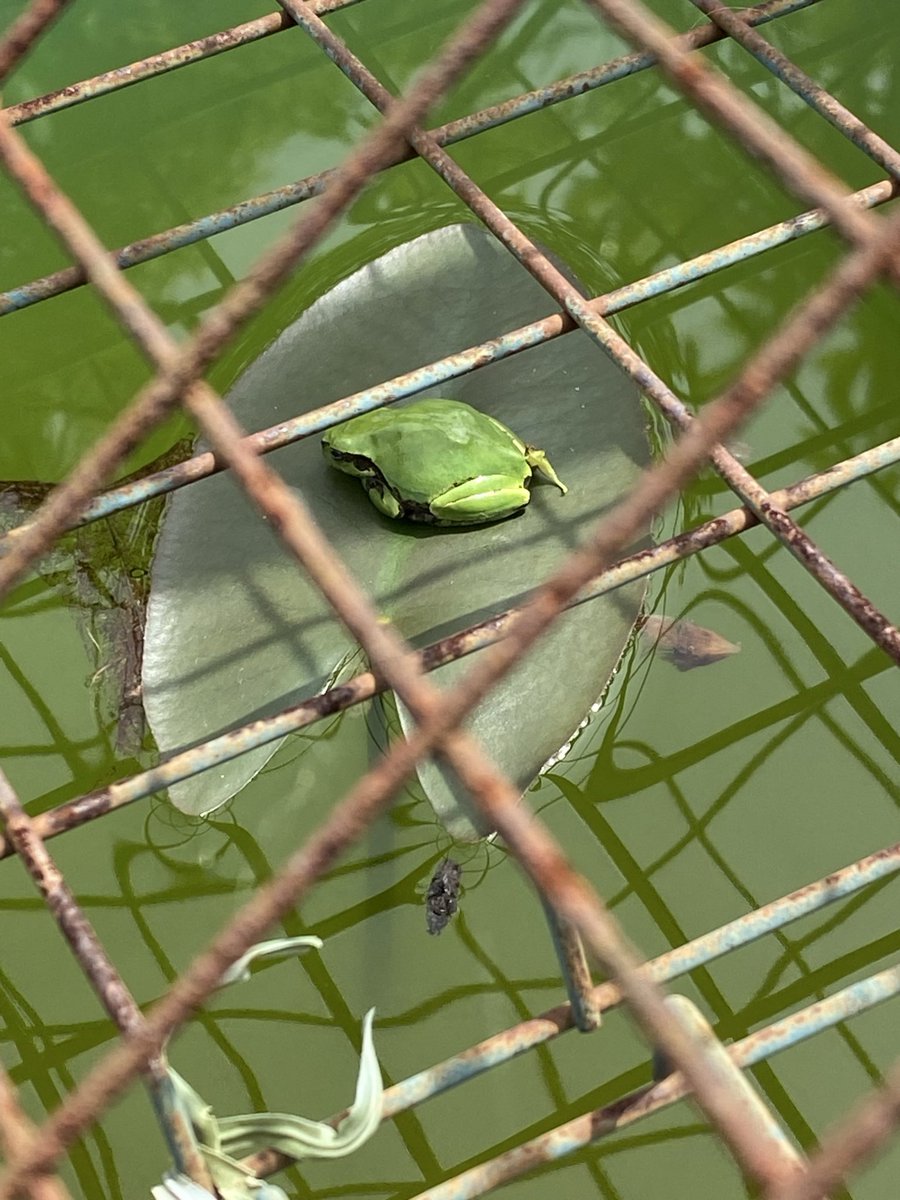 きいつ tweet media