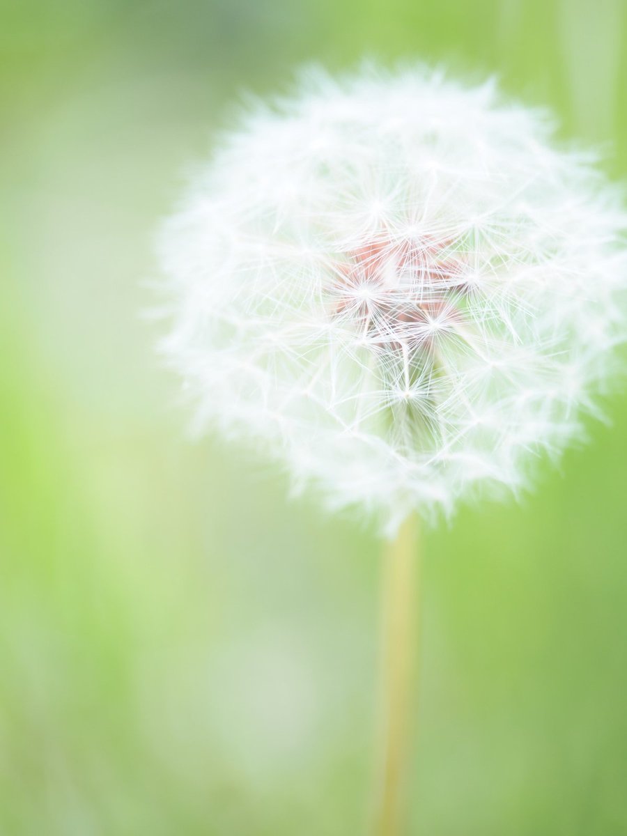 瀬戸内穴子 tweet media