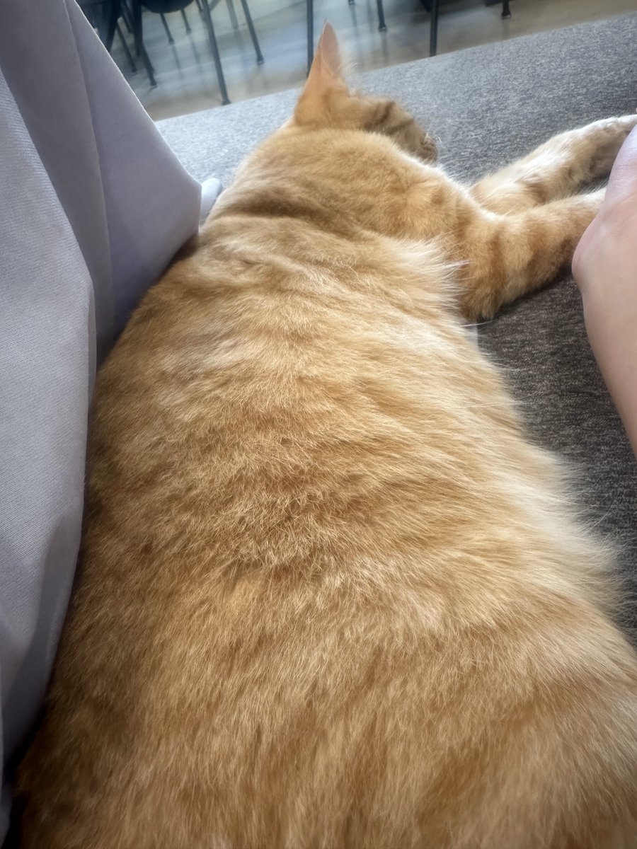 外に出れないから猫と戯れる事しかできない