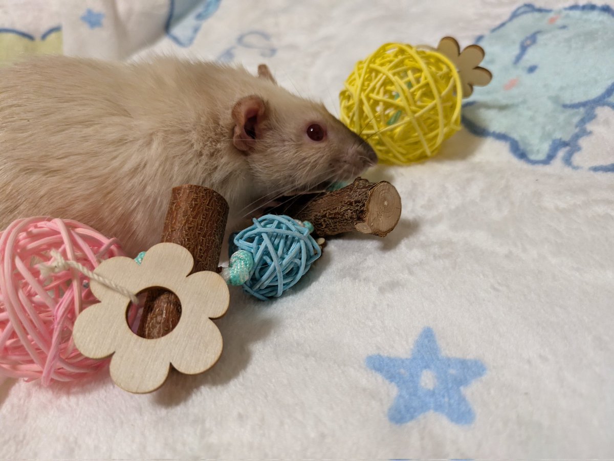 うーたんの生き物用垢 tweet media