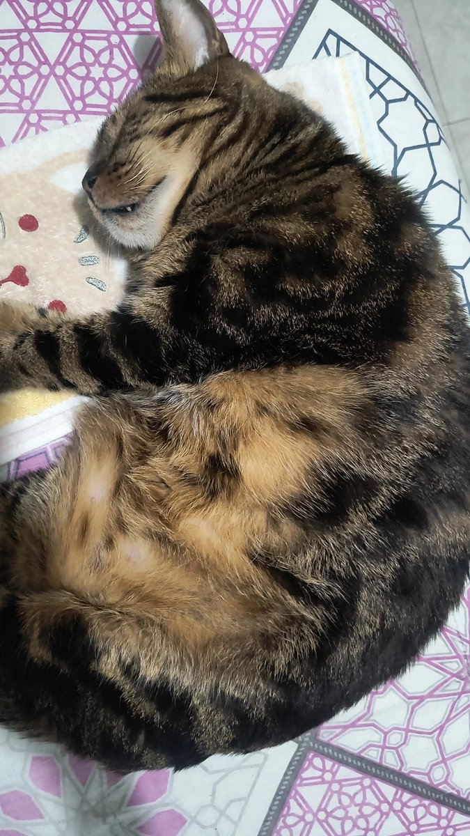 The pets only 🐾 tweet media