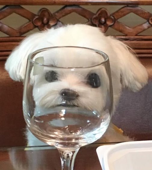 𝐂𝐎𝐎𝐏 tweet media