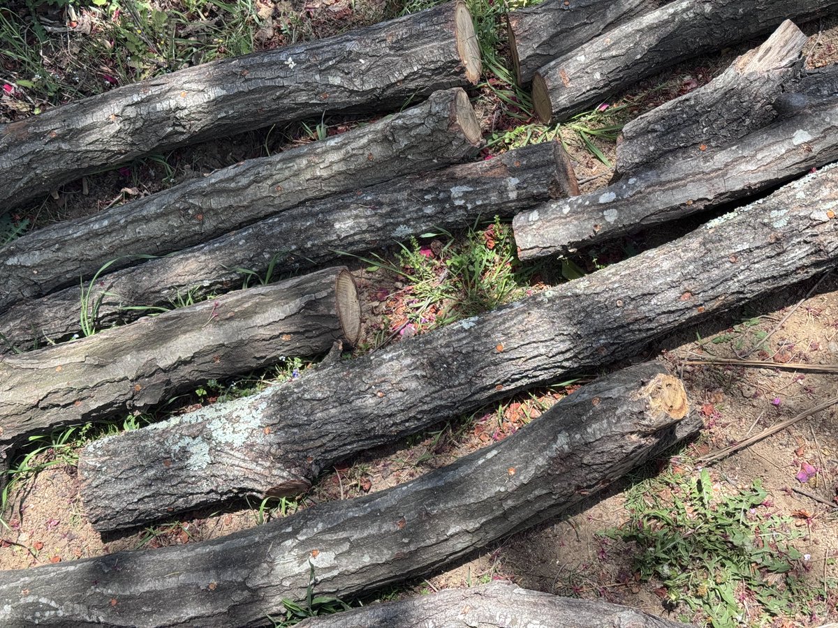 株ビギナー🔰 tweet media