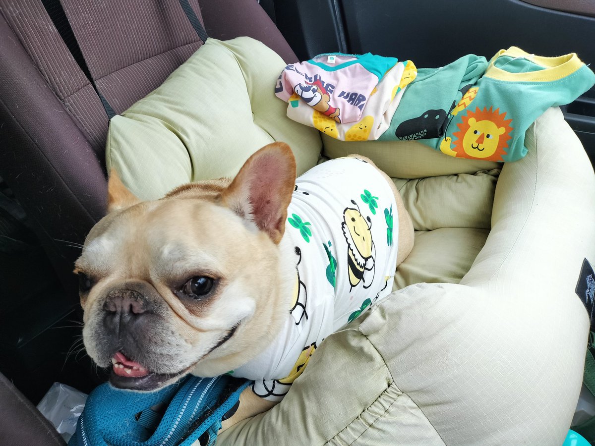 たいが🐶とパッパ👨 tweet media