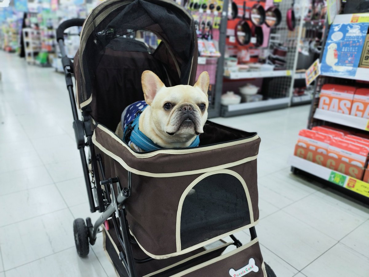 たいが🐶とパッパ👨 tweet media