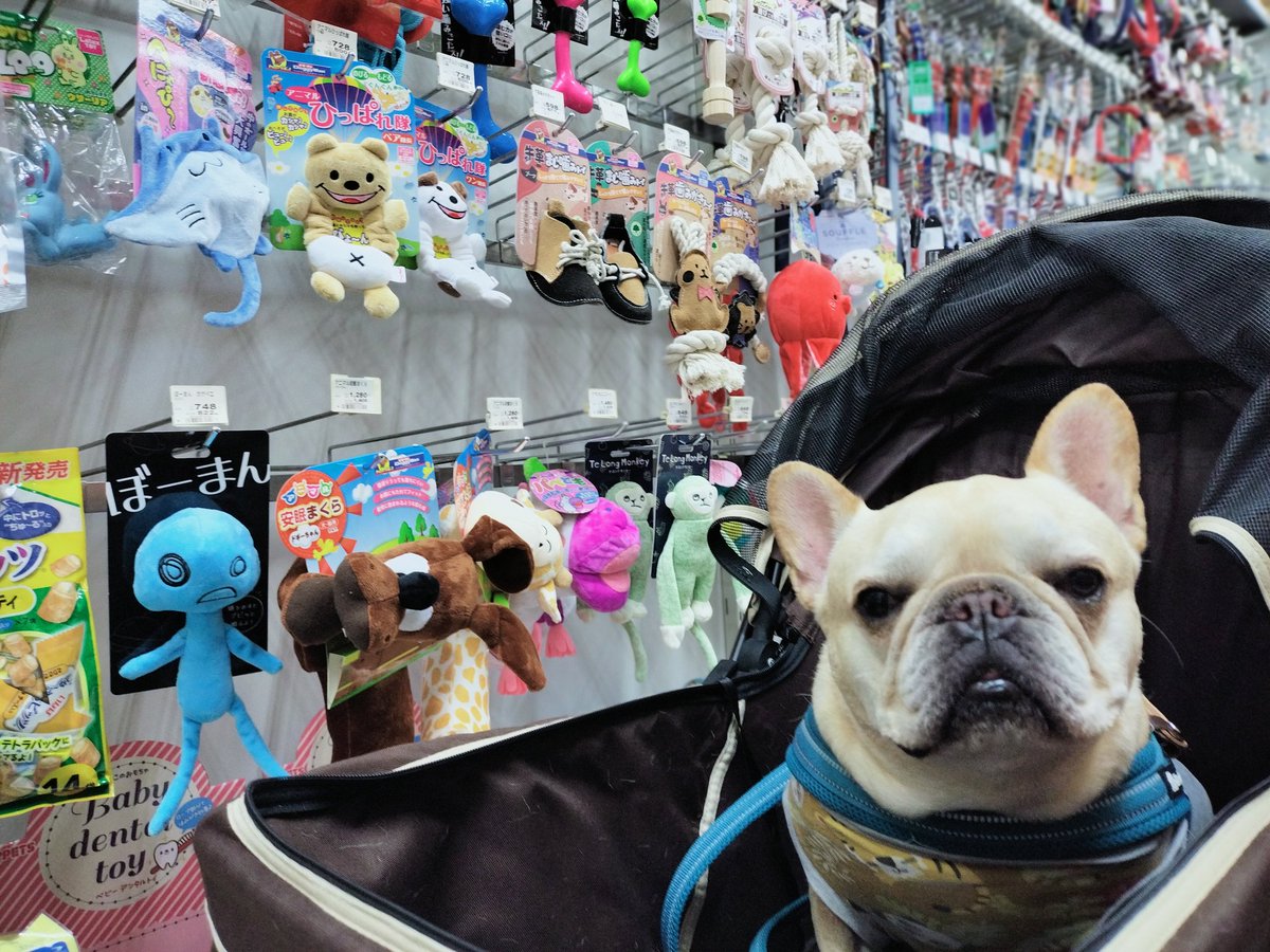 たいが🐶とパッパ👨 tweet media