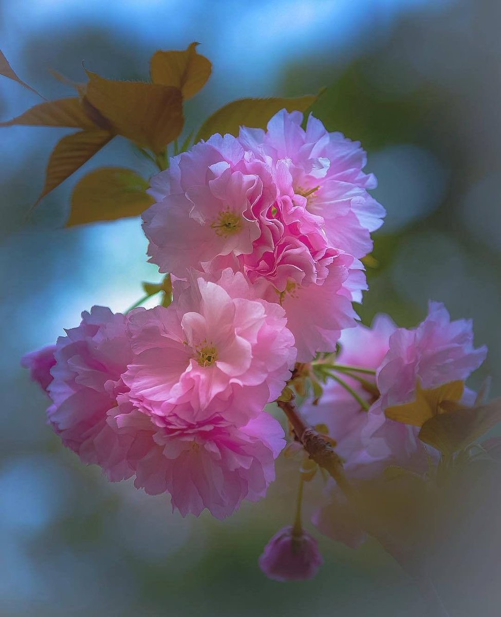 Rosy ¸¸.•°❥ tweet media