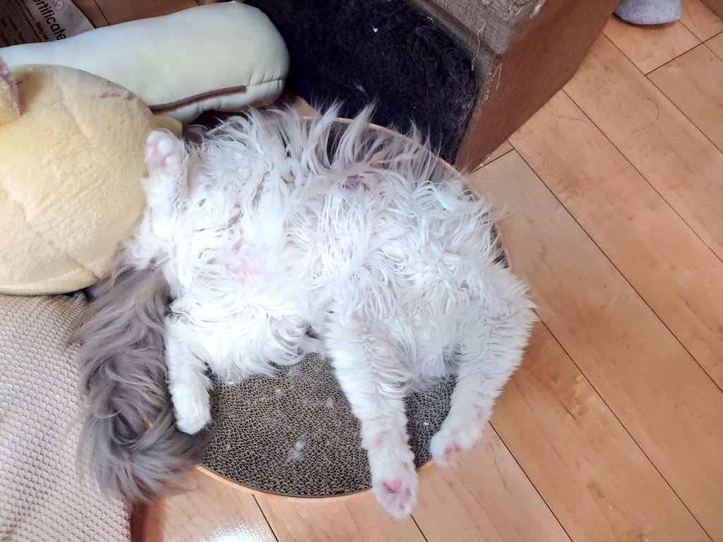 墨/スミ tweet media