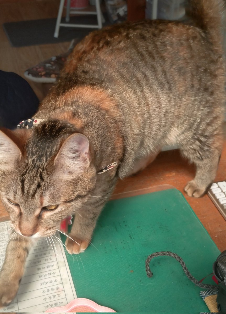 ぼっちの人（そぼろさん） tweet media