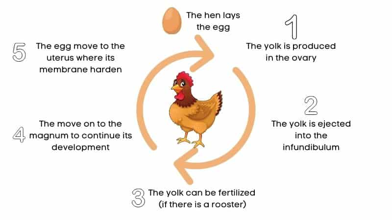 ChickensLife_'s tweet image. It will only take about 24 to 28 hours for a hen to produce an egg. #chickens #hens #eggs