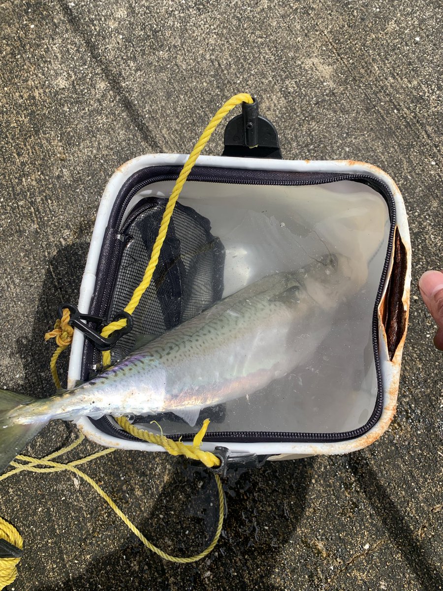 SHIGE202201's tweet photo. 土曜日鯖釣りに行ってなんとか1匹仕留めました。そして調子に乗って今日は2匹ゲット^ ^40センチ44センチ46センチめちゃくちゃ引きました☺️ https://t.co/aAsJH78nPg