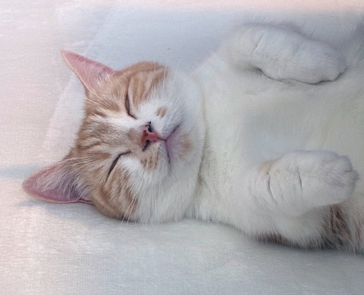 おらふくん☃️ tweet media