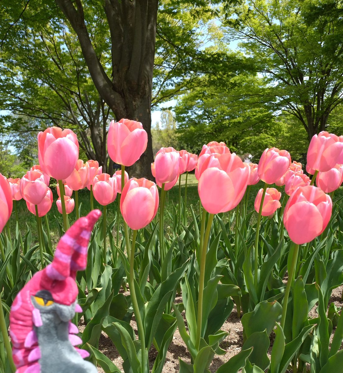 いかまる（ゲーム垢のすがた） tweet media