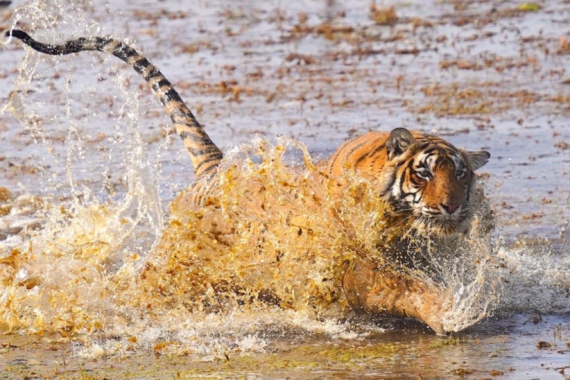 rneelmani's tweet image. When a #tiger locks it’s prey, the only thing that can prevent him/her from killing it is #nature! #SundayVibes #Wildlife