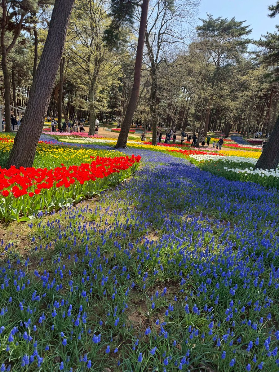 neknkun's tweet photo. 2026.04.19　ひたち海浜公園
毎年の事だが、ネモフィラGWに合わせればいいのに。
チューリップ綺麗。 https://t.co/jvR9KN2Seo