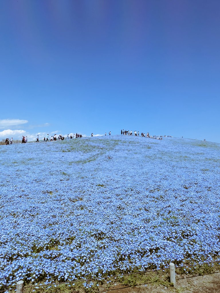 neknkun's tweet photo. 2026.04.19　ひたち海浜公園
毎年の事だが、ネモフィラGWに合わせればいいのに。
チューリップ綺麗。 https://t.co/jvR9KN2Seo