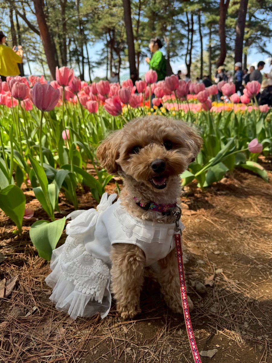 neknkun's tweet photo. 2026.04.19　ひたち海浜公園
毎年の事だが、ネモフィラGWに合わせればいいのに。
チューリップ綺麗。 https://t.co/jvR9KN2Seo