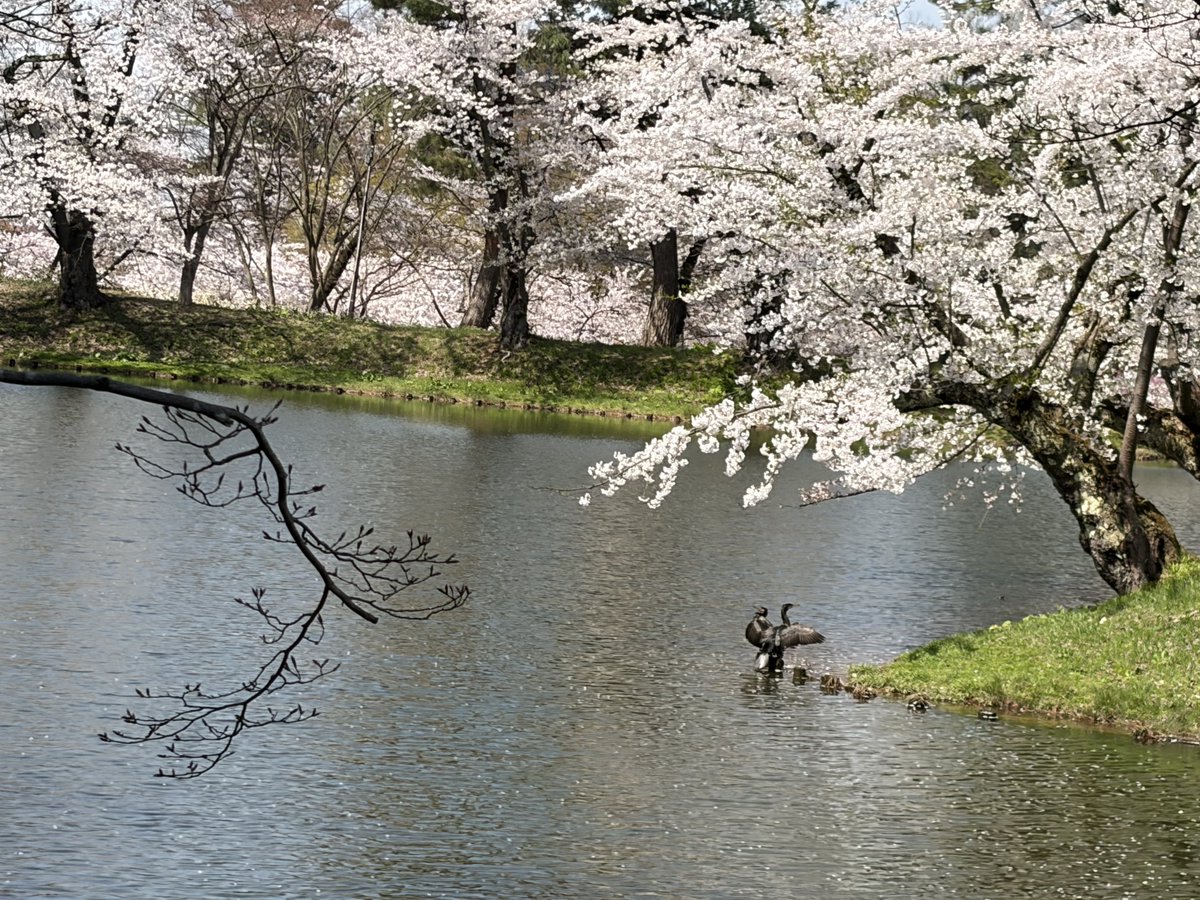 めぐるさん@ゆるふわ魔法少女系近所のお兄さん tweet media