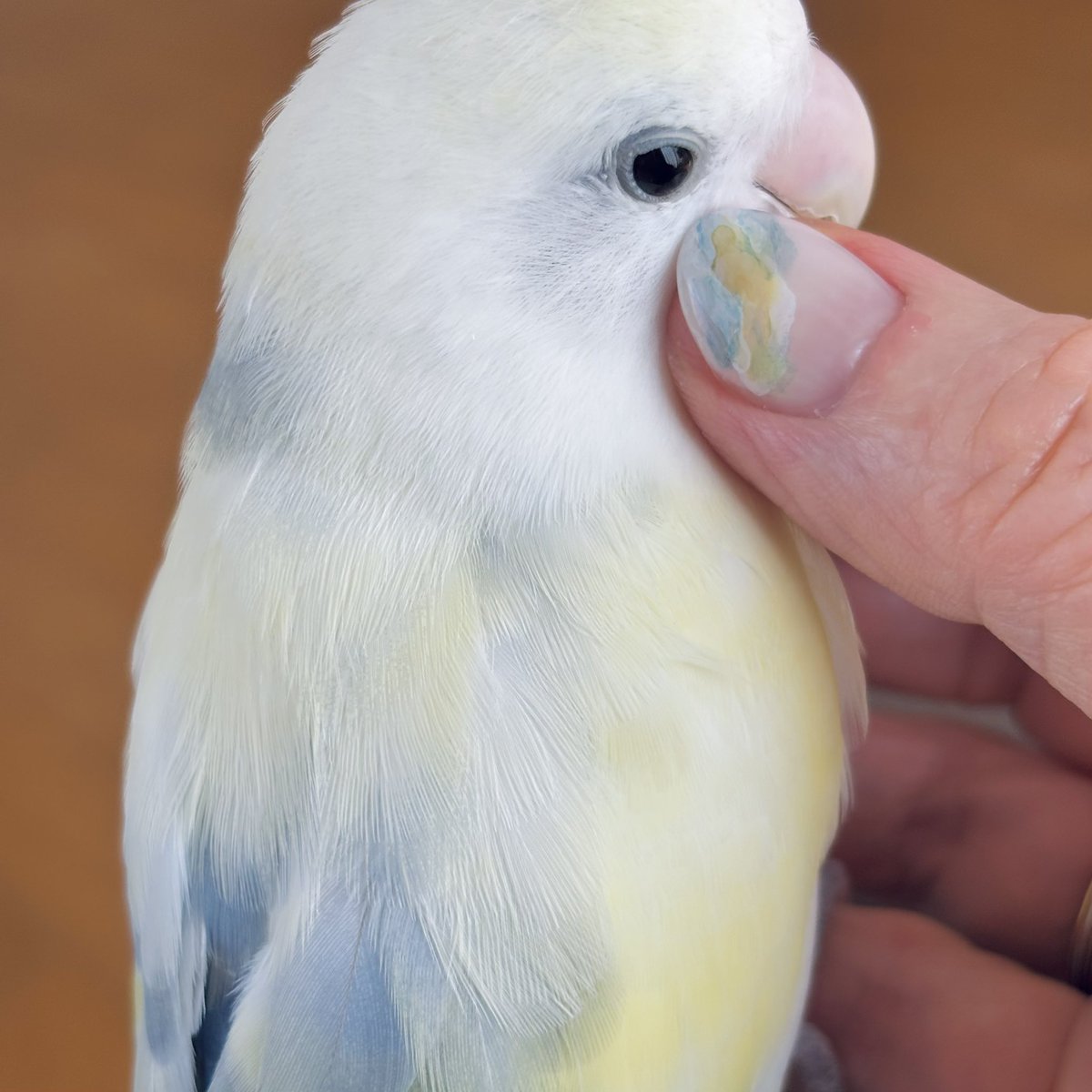 mayumi*🕊 tweet media