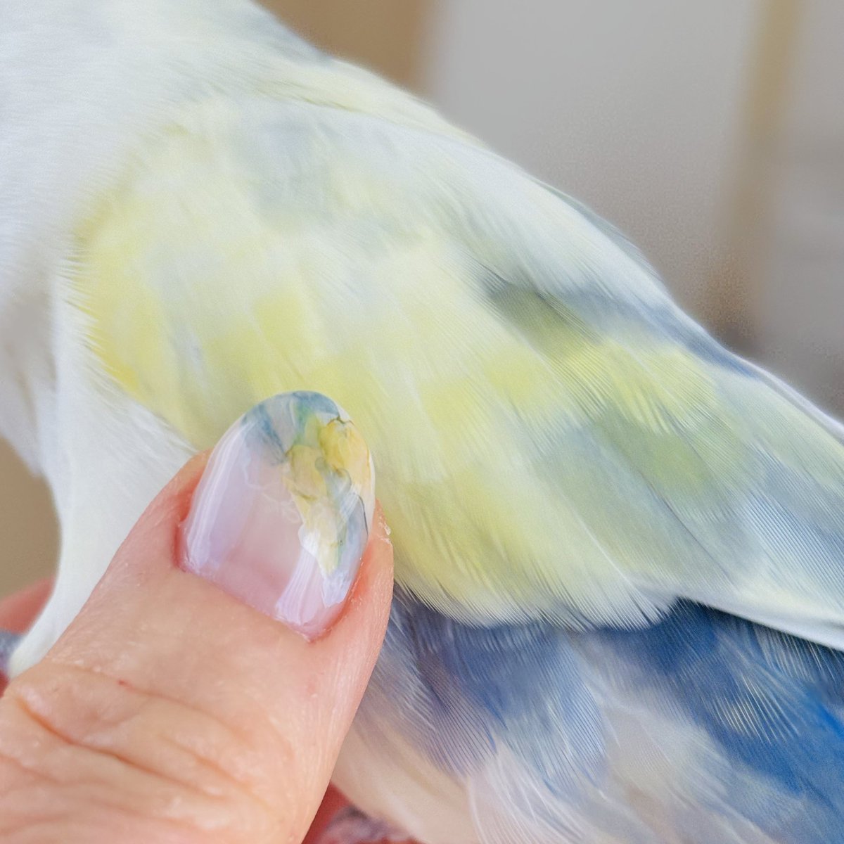 mayumi*🕊 tweet media