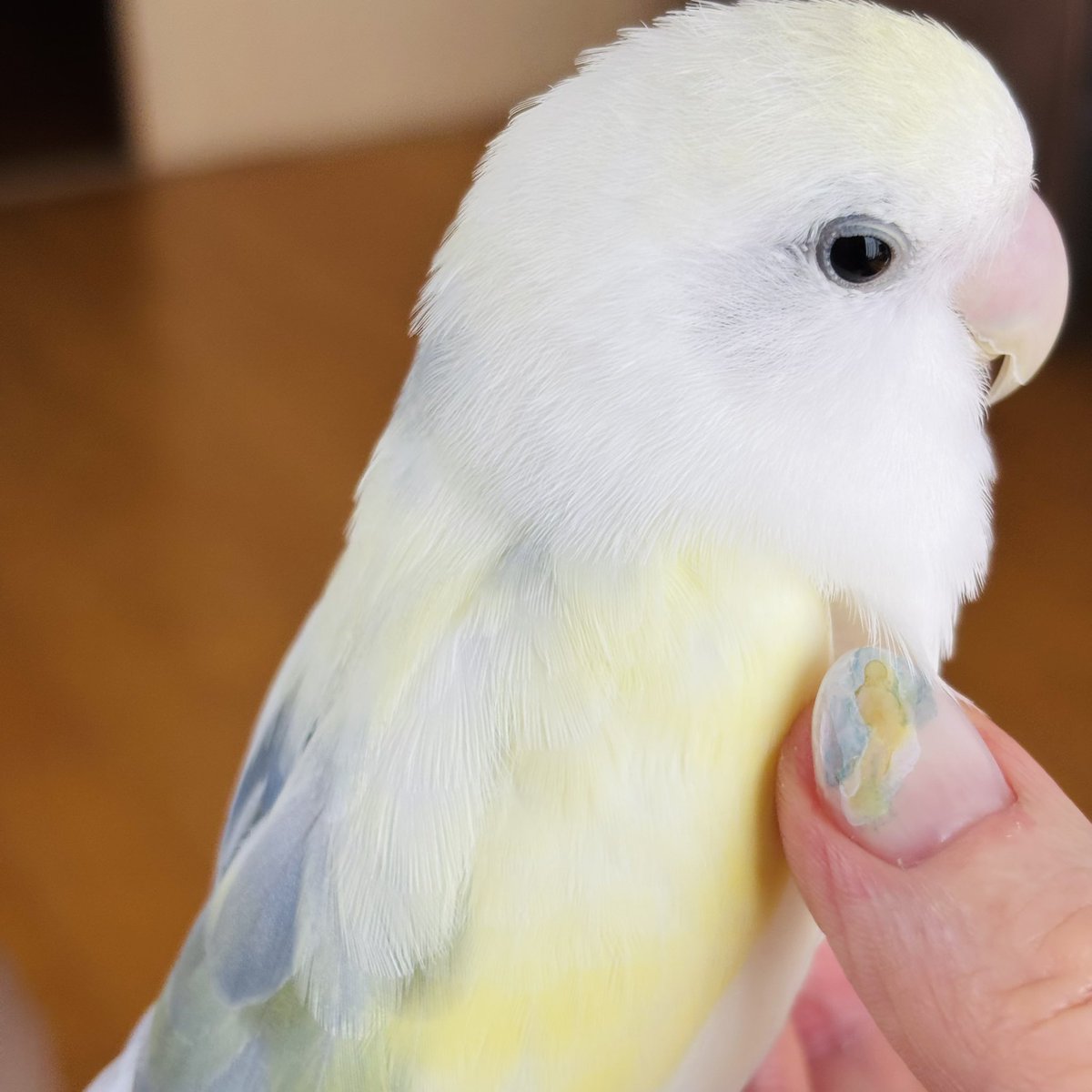 mayumi*🕊 tweet media