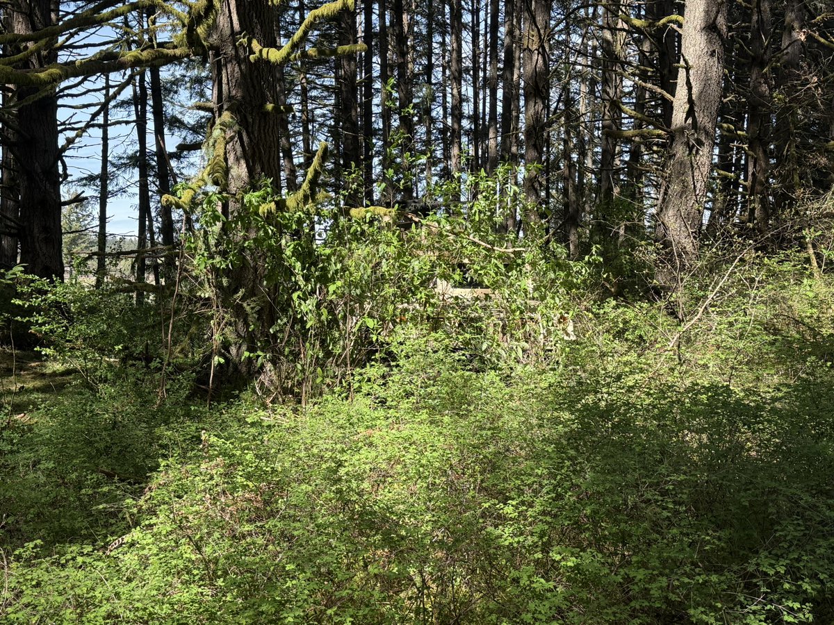 🇺🇸메고🐟 tweet media