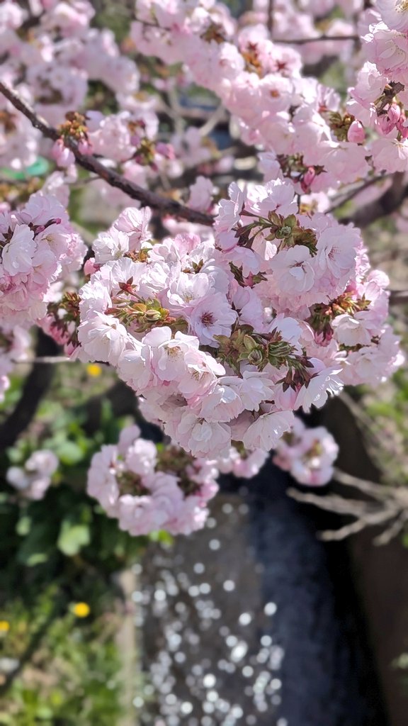 ここさん tweet media