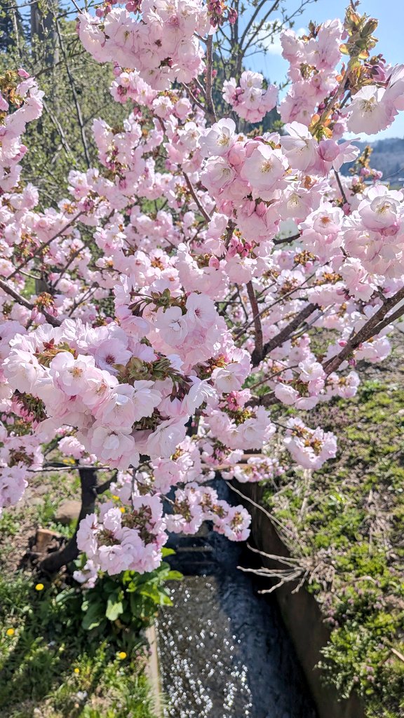 ここさん tweet media